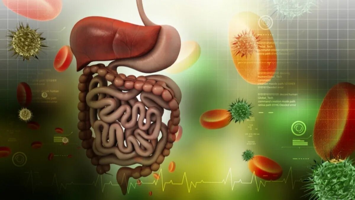 Здоровая микрофлора кишечника. Иммунные клетки в кишечнике. ЖКТ И иммунитет. Кишечник и иммунитет картинки.