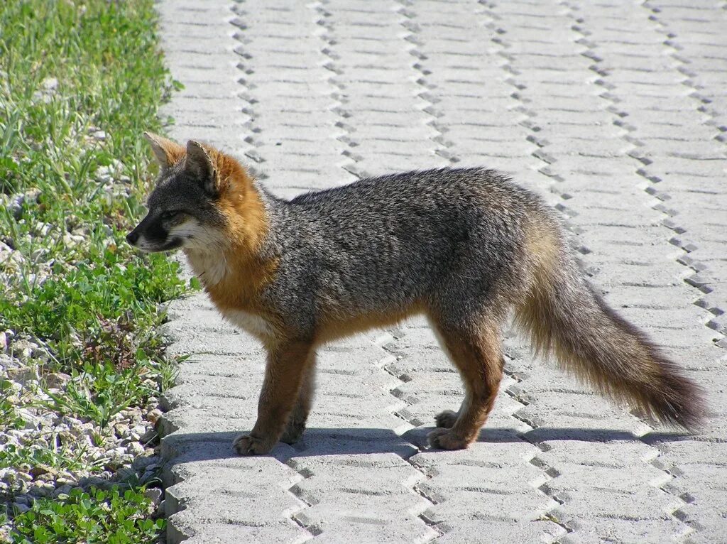 Островная лисица Urocyon littoralis. Секуранская лисица. Серая лисица Южная Америка. Серая лисица Urocyon cinereoargenteus.