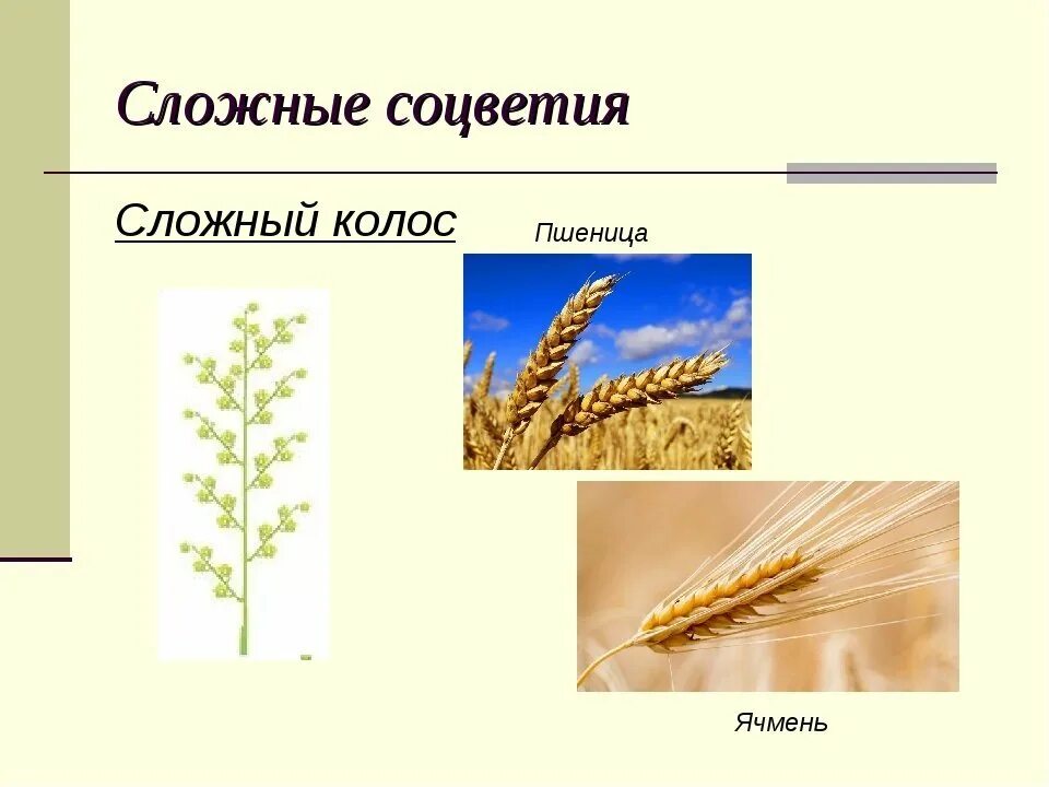 Соцветие пшеницы сложный Колос. Строение соцветия сложный Колос. Соцветие пшеницы биология 6 класс. Схема соцветия ячмень пшеница. Пшеница простой или сложный