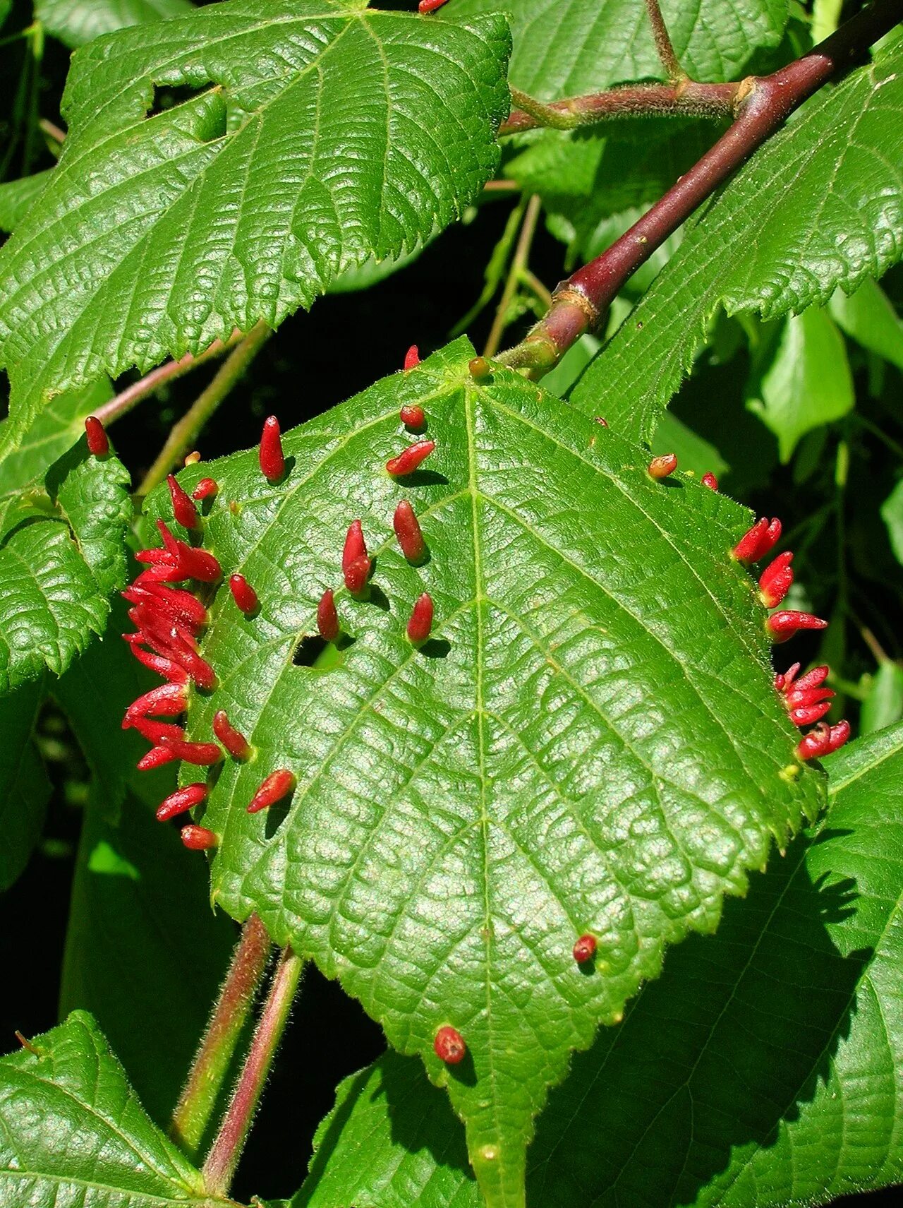 Паразитизм насекомых. Eriophyes tiliae. галлы на листьях липы. галлы на растениях. паразитизм на листьях.