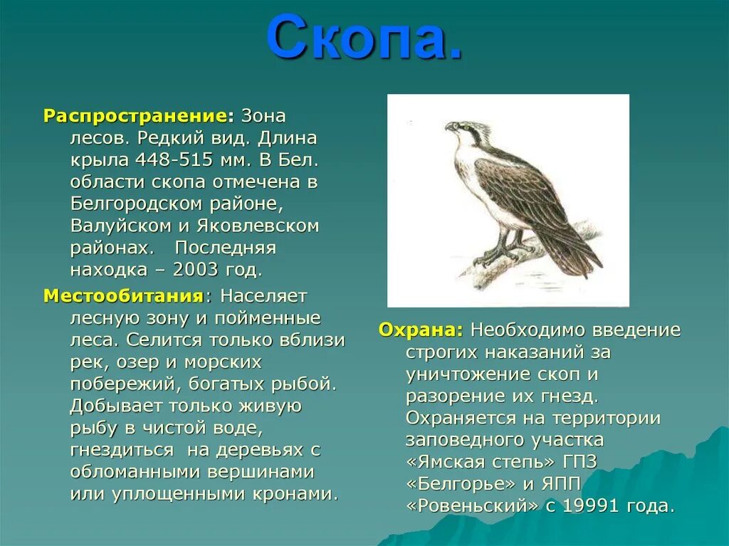 Сообщение о редких видах птиц. Скопа красная книга Белгородской области. Птицы занесенные в красную книгу Белгородской области. Птицы Белгородской области. Редкие птицы Белгородской области.