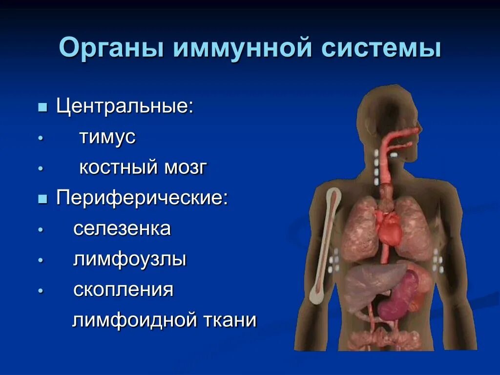 Органы иммунной защиты