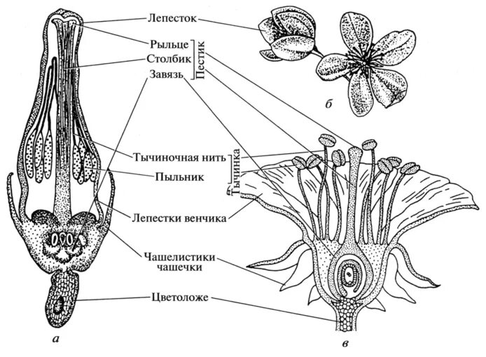 Где находится завязь у цветка. Схема плодолистиков покрытосеменных. Строение завязи. Строение завязи пестика. Схема расположения плодолистиков покрытосеменных.