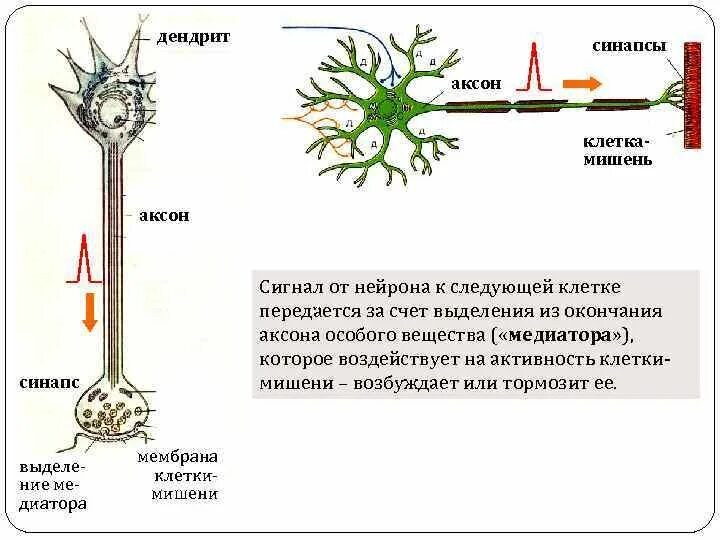 На рисунке цифрой 1 обозначен аксон. Дендрит нейрона. дендрит тело нейрона аксон синапс. нейрон аксон дендрит синапс. дендрит аксон нейрон синапс рецептор.