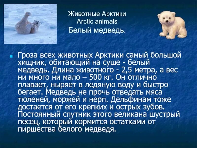 Белый медведь быстро бегает обладает чутким. Длина животного белого медведя. медведь гроза. 155 мишка в длину. почему белые медведи бегут с аляски в россию? отвечает ученый.