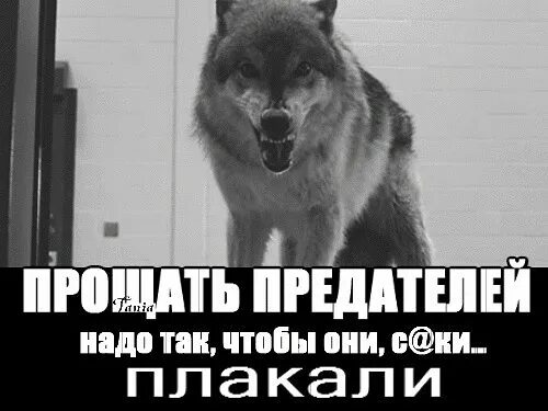 Волк предательство. Я не идеален но. Не надо предавать. Предательство любимого. Когда тебя предали надо отомстить.