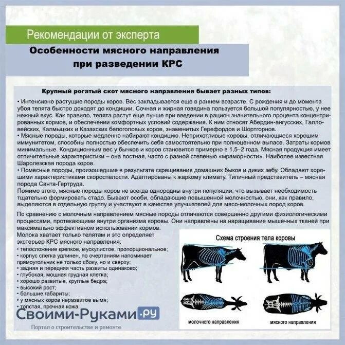 Биологические особенности рогатого скота. Выращивание крупного рогатого скота особенности. особенности разведения крс мясного направления. мясо крс мясного направления. характеристика разведения крупного рогатого скота.