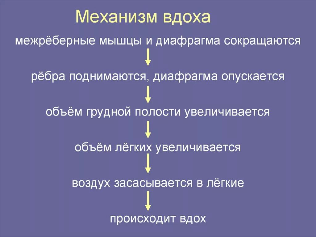 Последовательность дыхания у человека. Механизм вдоха. Механизм вдоха и выдоха. Механизм процесса вдоха и выдоха. Механизм первого вдоха и выдоха.