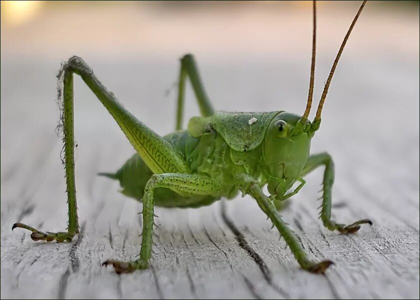 Grillo насекомое. кузнечик тетигония зеленый. кобылка кузнечик и саранча. кузнечик стоит. большой серый кузнечик.