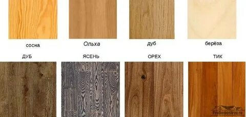 Бук береза