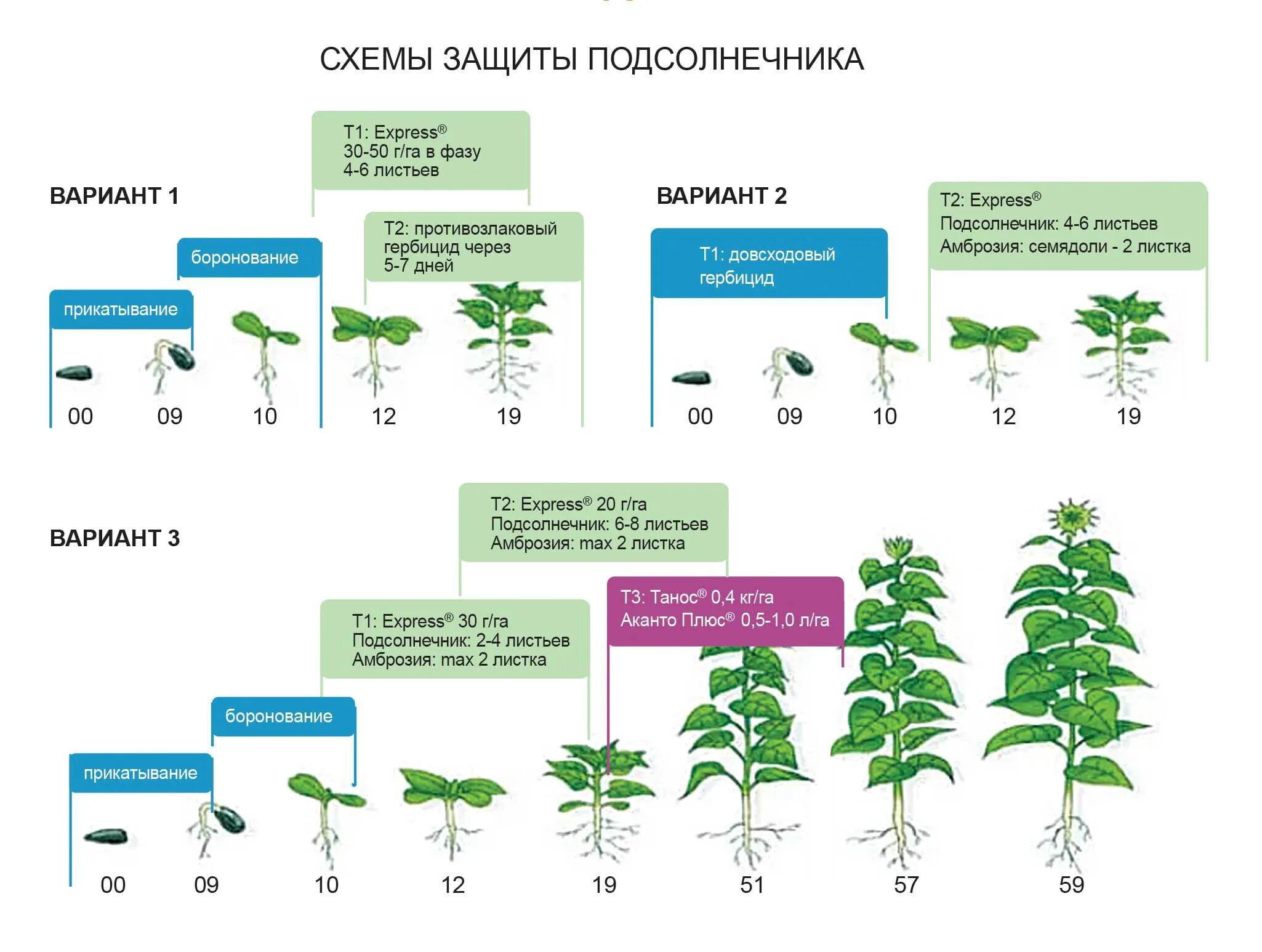 Короткая вегетация. Схема защиты подсолнечника экспресс. Фазы развития подсолнечника. Таблица чувствительности сорняков к гербицидам. Стадии вегетации подсолнечника.