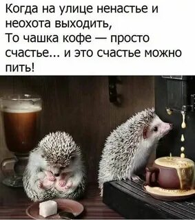 Смешной юмор в картинках с надписями