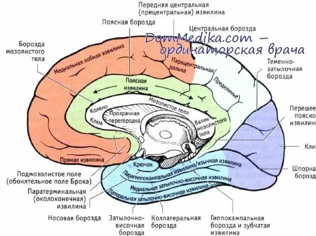 Борозды и извилины мозга человека. Сводчатая извилина головного мозга. Коллатеральная борозда головного мозга. Поясная извилина анатомия.