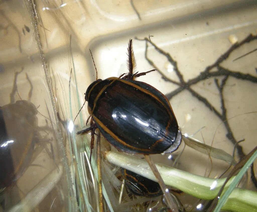 Жук плавунец и малек рыбы. Широкий плавунец dytiscus latissimus. dytiscus circumflexus. плавунец широчайший (dytiscus latissimus). личинка плавунца dytiscus.