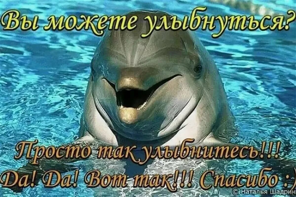 Доброе утро дельфины картинки. Доброе утро с дельфинами. с добрым утром дельфины. дельфины с пожеланиями. пожелание с добрым утром с дельфинами.