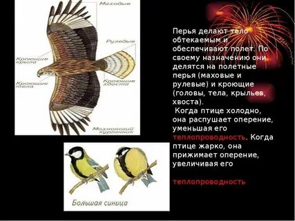 Виды перьев на крыльях и хвосте птицы