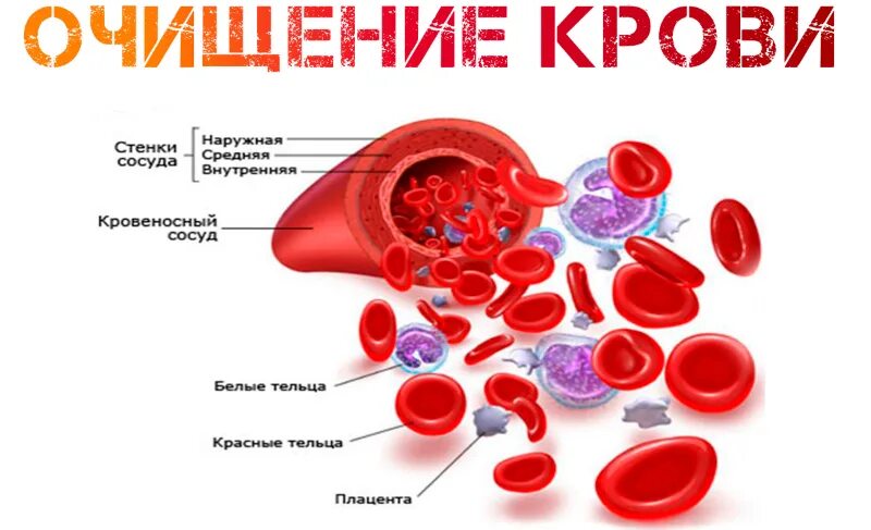 Вода чистит кровь