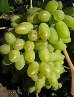 Сверхранний виноград описание сорта фото