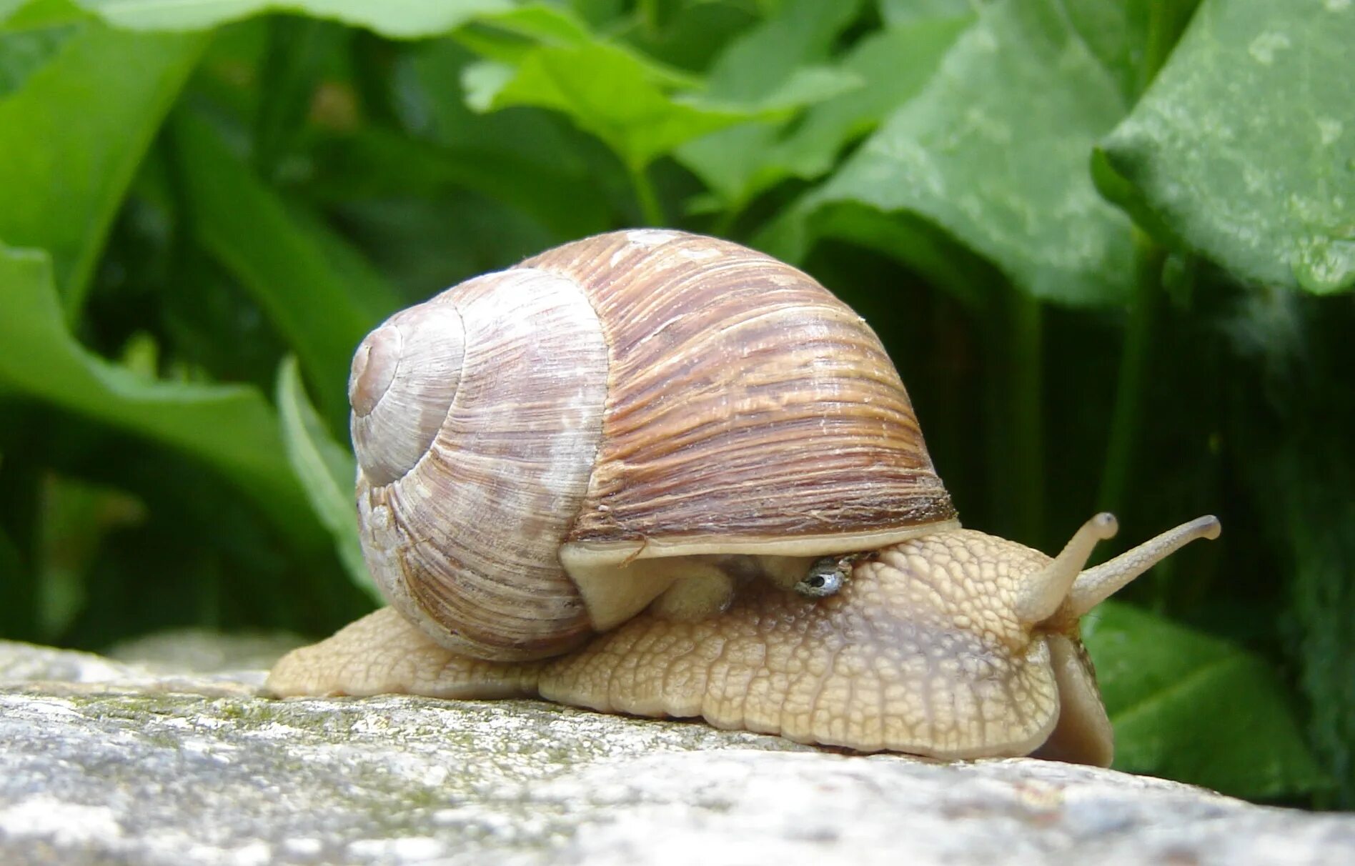 Улитка Helix pomatia. Виноградная улитка Хеликс. Моллюски Виноградная улитка. Zebrina моллюск. Г виноградная улитка