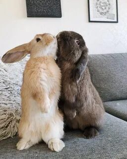 Only bunny