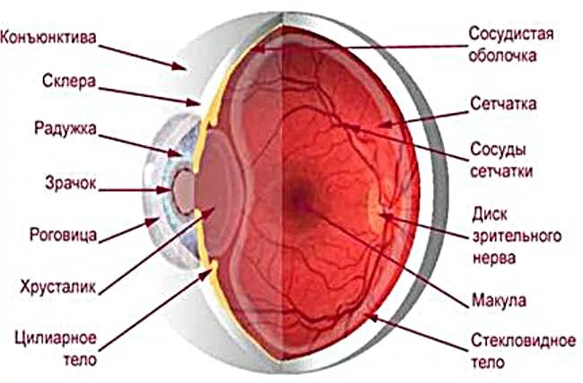 Функции оболочки глаза сетчатка. Диск зрительного нерва сетчатки анатомия. Структура сетчатки глаза. Строение сетчатки глаза. Строение сетчатки оболочки глаза.