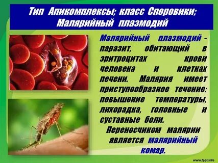 Какие из перечисленных простейших наносят вред человеку