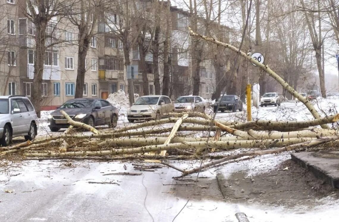 Дерево упало на Исакова. Дерево сломанное ветром. Гололед ломает деревья. Снегопад сломал деревья.