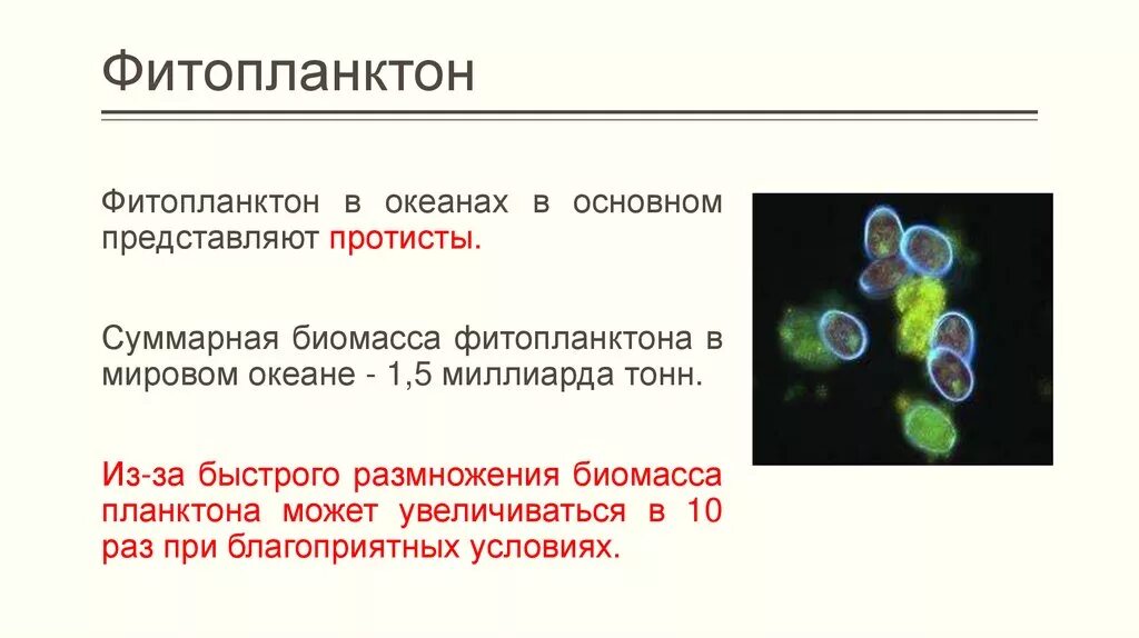 Фитопланктон термин