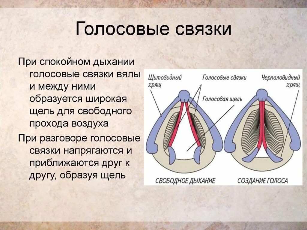 Строение истинных голосовых связок. Голосовые связки анатомия строение. Ложные голосовые связки. Структура голосовых связок. Положение связок при молчании разговоре шепоте