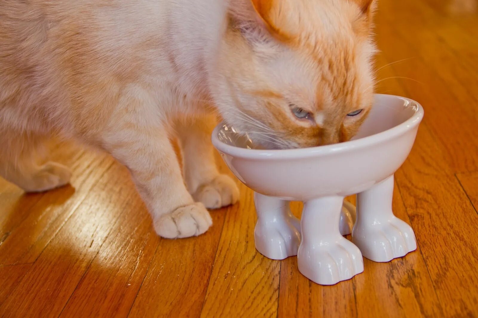 Котик с миской. Фонтан для кошек. Миска керамика woof бело-черная 12,5*5см/мкр1221/евро. Миска для кошек. Почему миска.