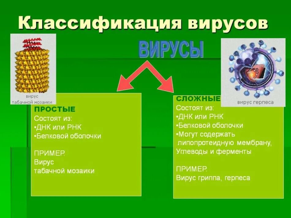 Классы вирусов