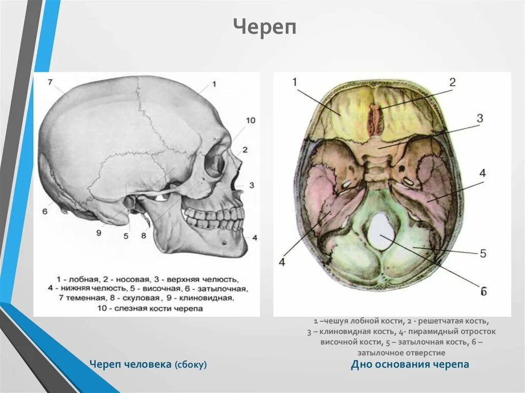 Основание черепа где. Решетчатая кость основание черепа. Решетчатая костькоиновидная кость. Решетчая и клиновидная кости. Клиновидная и решетчатая кости.