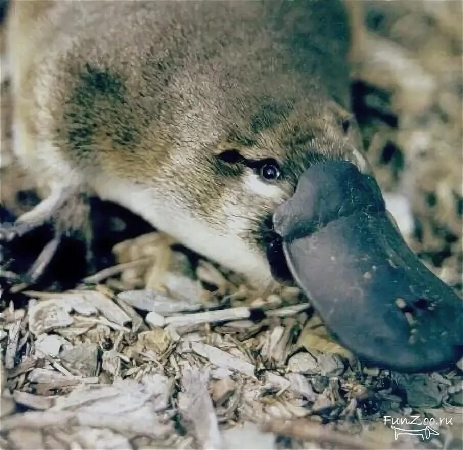Животные австралии утконос. Утконос в австралии. Утконос - ornithorhynchus anatinus. Утконос смесь. Утконос животное.