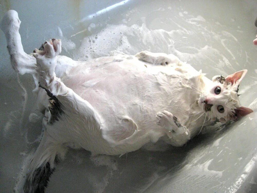 22 Hilarious Pictures Of Wet Cats Cute cats, Cat bath, Funny animal pictures