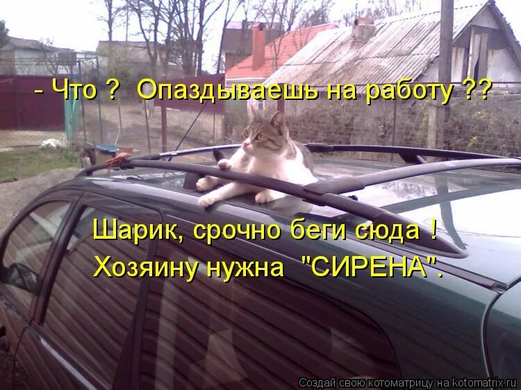 Ниссан говоришь сейчас исправим. Ниссан говоришь коты. Ниссан говоришь картинка. Опаздываю на работу в машине прикол.