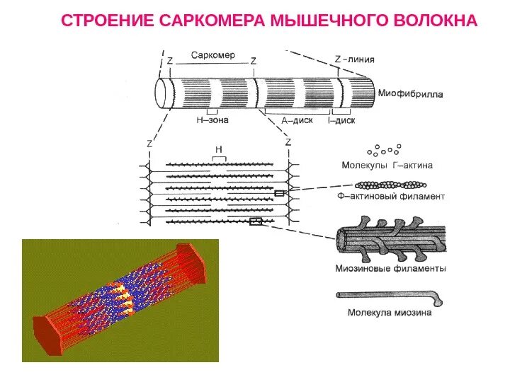 Каким номером на рисунке обозначена миофибрилла. Структура мышцы мышечного волокна. Строение мышцы саркомер. Схема саркомера миофибриллы мышечного волокна. Мышечное волокно миофибриллы саркомер.