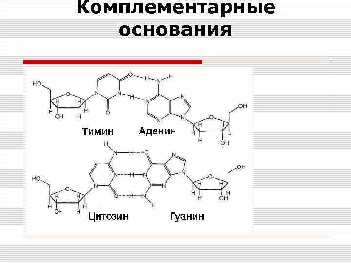 Комплементарные пары оснований днк. Комплементарные основания. комплементарность аденин тимин. комплементарные пары оснований. комплементарность аденина и тимина.