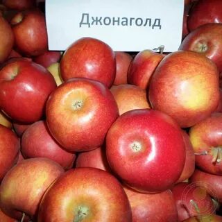 Яблоня джонаголд описание сорта фото