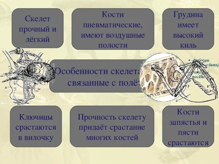 Кости птиц легкие в связи с тем. Пневматические кости у птиц. Воздушные полости в костях у птиц. Структура костей птицы. Кости птиц связанные с полетом.