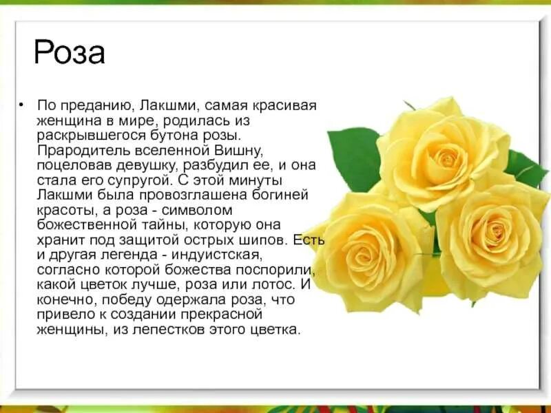 Как описать розу. Легенда о Розе. Сообщение о Розе. Доклад о Розе. Красивое описание розы.