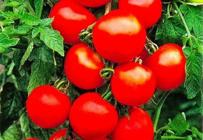 Сорт томатов оля f1 отзывы. Помидоры Оля ф1. Помидоры сорт Оля f1. Томат Оля f1.
