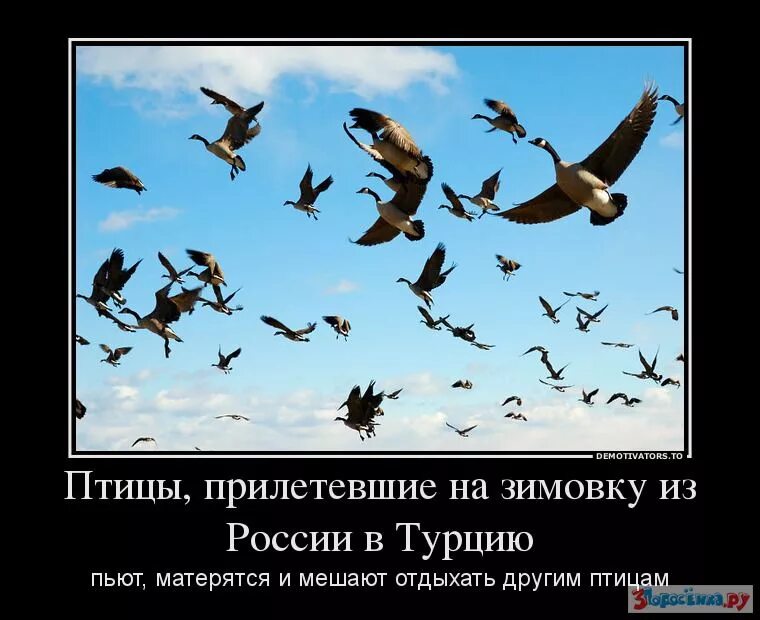 Скоро птицы улетят. Перелетные птицы прикол. Шутки про птичек. Прилетают перелетные птицы. Птичка улетает.