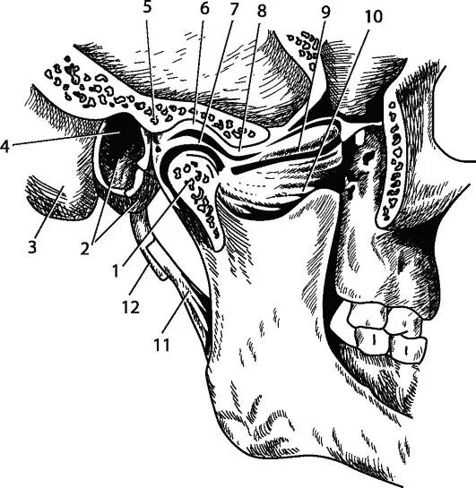 Соединение нижнечелюстной и височных костей. Анатомия сустава ВНЧС. Нижнечелюстная ямка ВНЧС. Суставной бугорок ВНЧС. Височно-нижнечелюстной сустав анатомия.
