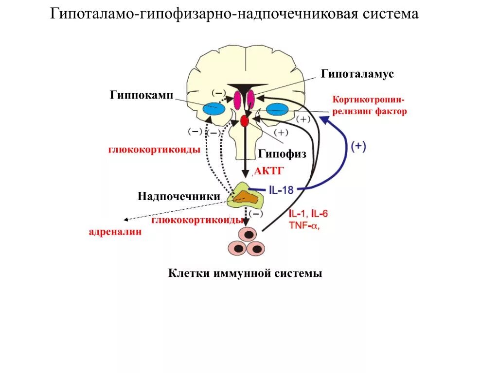 Высшим эндокринным центром