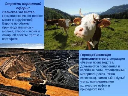 Отрасли сельского хозяйства швейцарии