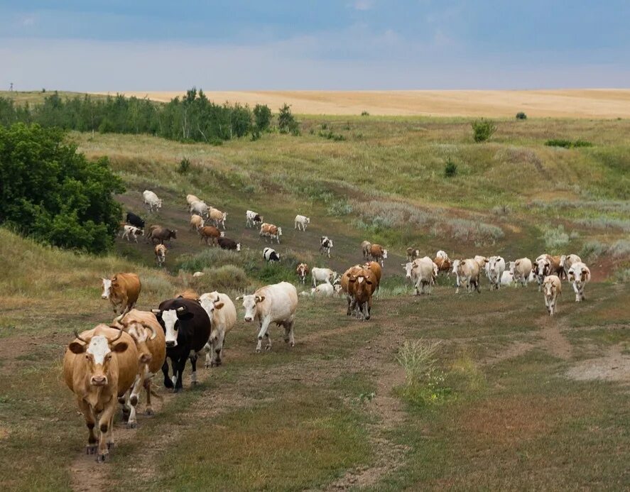 Пастух гонит стадо. Перевыпас скота Байдарская Долина. Тлянче Тамакский стадо коров. Выпас скота. Выпас скота на пастбище.