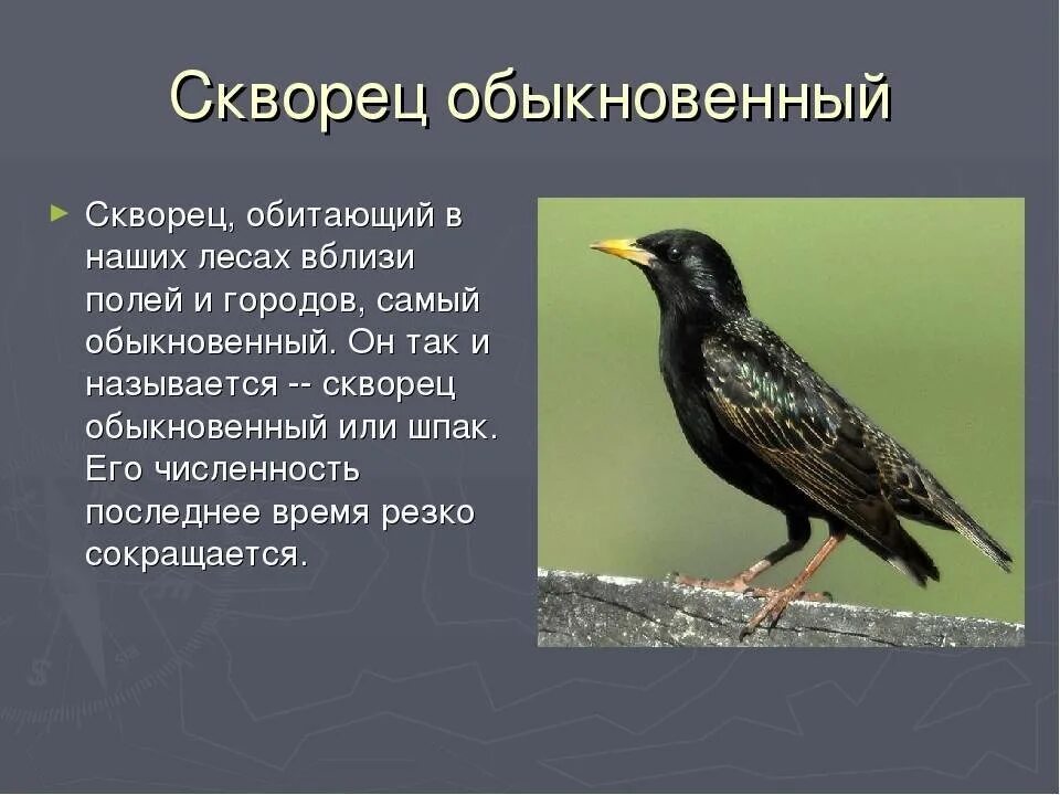 Текст розовые скворцы. Скворец красная книга. Обыкновенный скворец Шпак. Скворец описание. Сообщение о скворце.