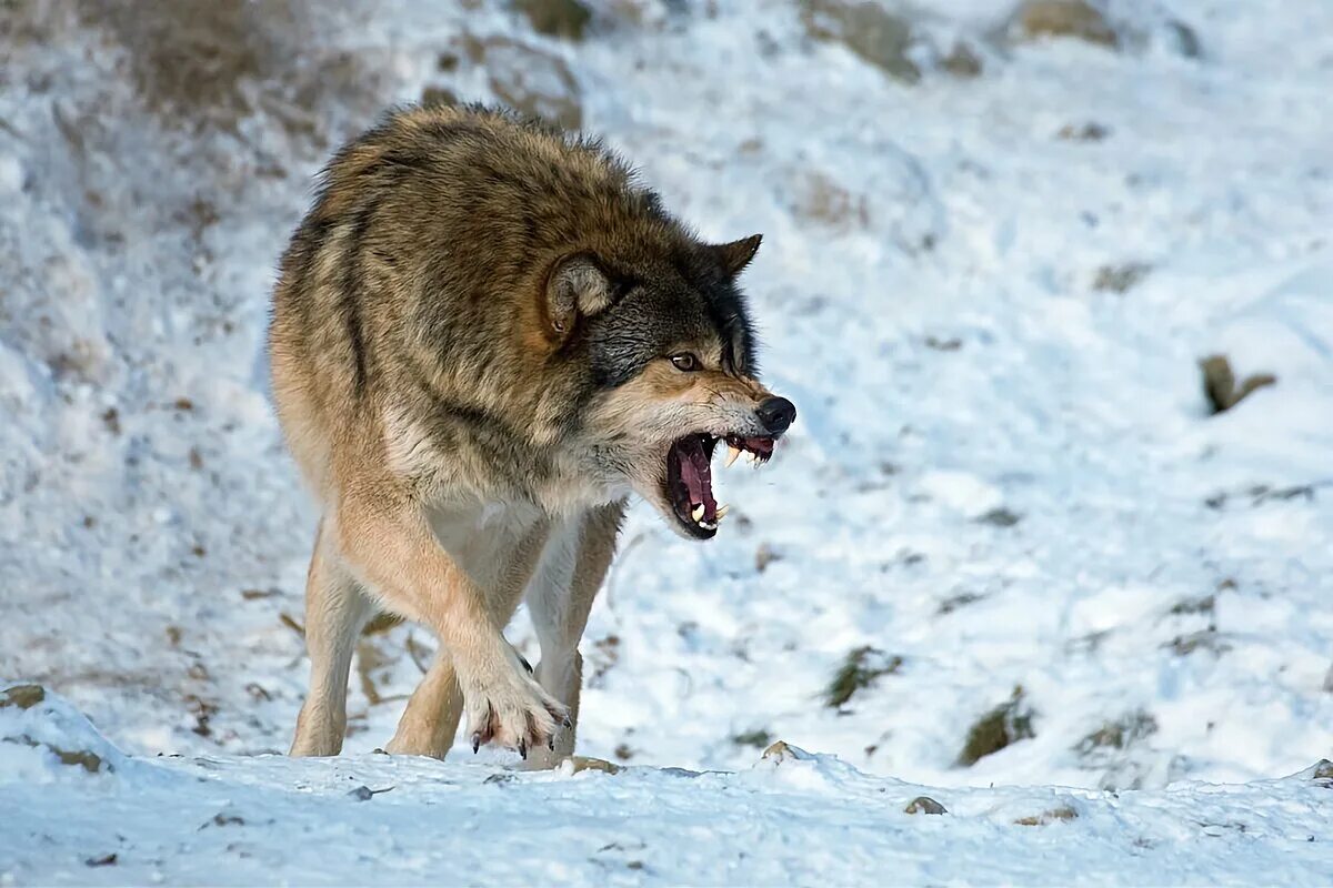 Голодные волки рыщут. Крадущийся волк. Агрессивный волк.