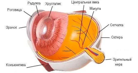 Желтое пятно это. Строение глаза макула. Строение сетчатки макула. Строение сетчатки глаза желтое пятно. Анатомия глаза макула.