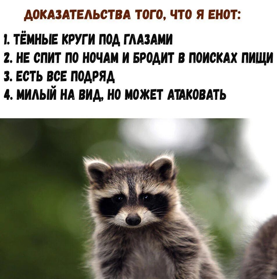 Спокойной ночи енот. Продолжительность жизни енота. Енот Мем. Енот спокойно. Песня из мема с енотом